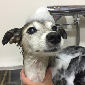 チロちゃんシャンプー中