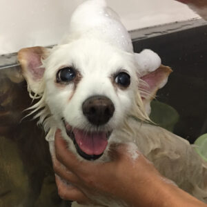 リサちゃんシャンプー中