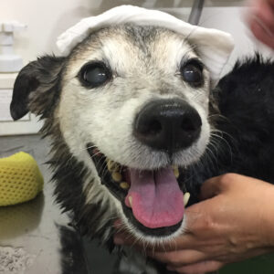 チロちゃんスパ中