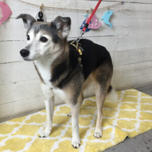 チロちゃん施術後