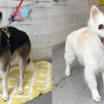 チロちゃんリサちゃんアイキャッチ