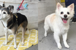 チロちゃんリサちゃんアイキャッチ