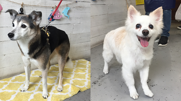 チロちゃんリサちゃんアイキャッチ