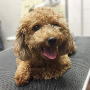 ココちゃんカット前