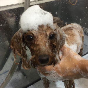 ココちゃんシャンプー中