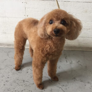 ココちゃん施術後