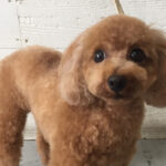 ココちゃんアイキャッチ