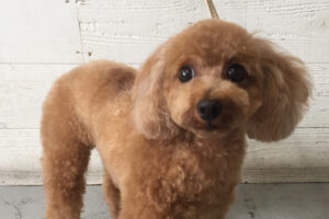 ココちゃんアイキャッチ