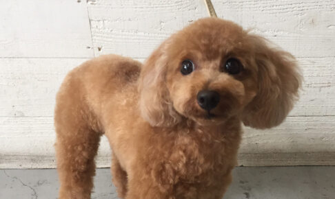 ココちゃんアイキャッチ