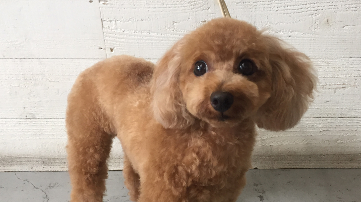 ココちゃんアイキャッチ