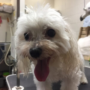 よろしくマルチーズ