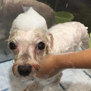 シャンプーマルチーズ