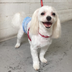 仕上がりマルチーズ