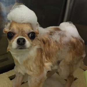 シャンプーチワワ