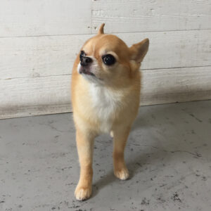 仕上がりチワワ