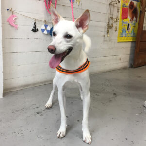 仕上がりミックス