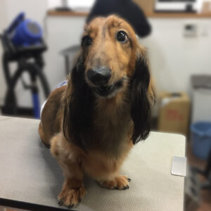 よろしくダックス