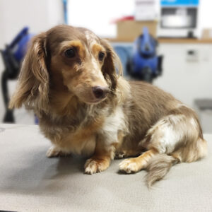 よろしくダックス