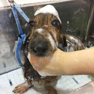 シャンプーダックス