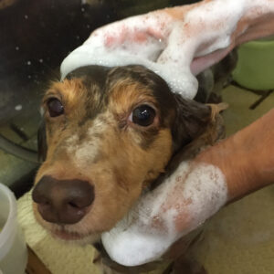 シャンプーダックス