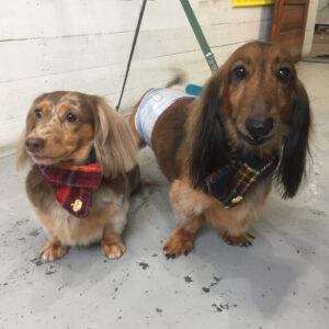 仕上がりダックス