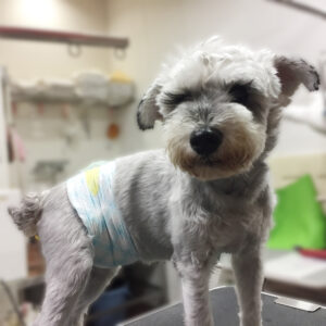 よろしくMシュナ