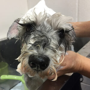 シャンプーMシュナ