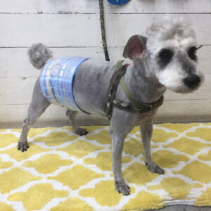 仕上がりMシュナ