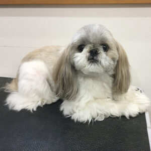 よろしくシーズー