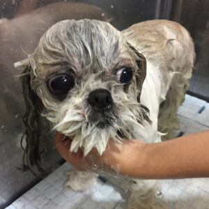 シャンプーシーズー