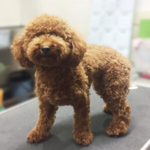 よろしくトイプー