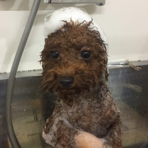 シャンプートイプー