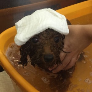 お風呂トイプー