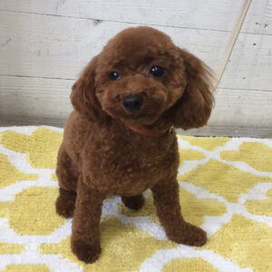 仕上がりトイプー