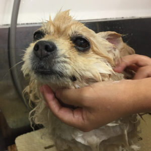 シャンプーポメ