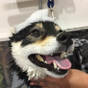 シャンプーしば