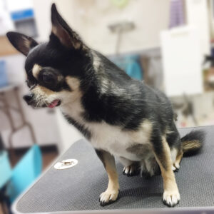 よろしくチワワ