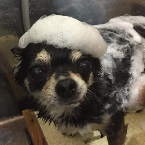 シャンプーチワワ