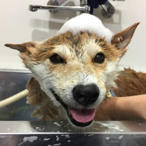 シャンプーしば