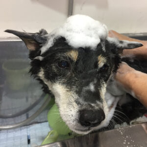 シャンプーしば