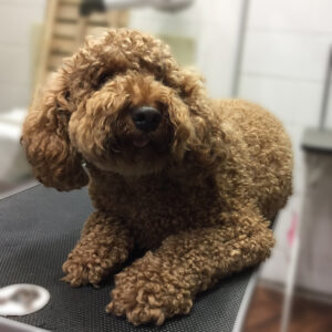 よろしくトイプー