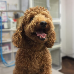 よろしくトイプー