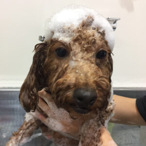 シャンプートイプー