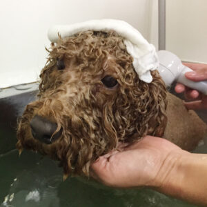 お風呂トイプー