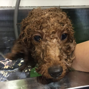 お風呂トイプー