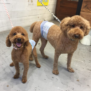 仕上がりトイプー