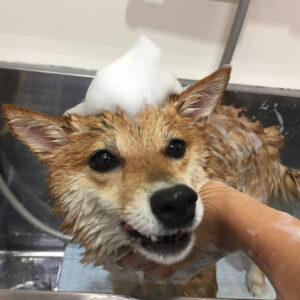 シャンプーしば