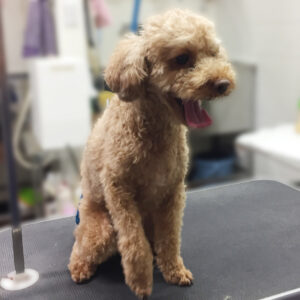 よろしくトイプー