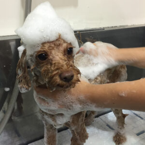 シャンプートイプー