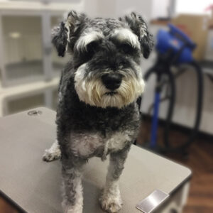 よろしくMシュナ